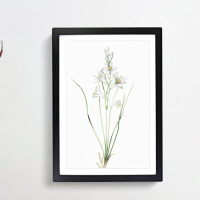 Paradise Lily by Pierre-Joseph Redoute - Picture Frame Painting Print