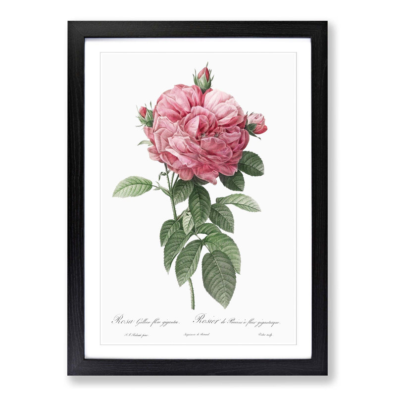 Giant French Rose in Pink by Pierre-Joseph Redoute - Picture Frame Painting Print on MDF, Black Framed
