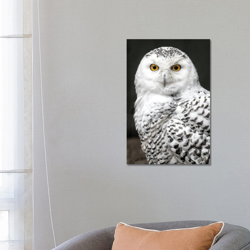 Snowey by David Gardiner - Wrapped Canvas Print, 66.04cm H x  45.72cm W