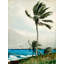 Palm Tree, Nassau by Winslow Homer - Wrapped Canvas Print-1341252690