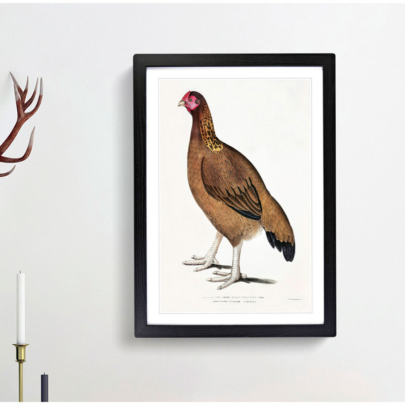 Malabar Hen by John Edward Gray - Picture Frame Art Print, Black, 60cm H x 40cm W x 2cm D