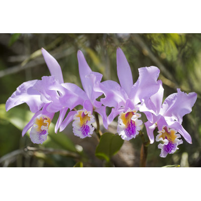 Orchid Cattleya Mossiae by Aleaimage