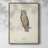 Scops Eared Owl Framed Print - Solid Wood-20462503