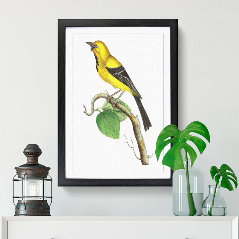 Lesser Banana-Bird by George Shaw - Framed Print, 48cm H x 36cm W x 2cm D, Black Framed