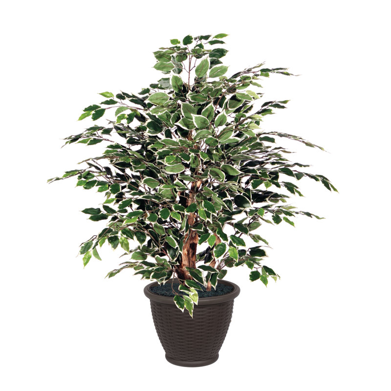 Artificial Variegated Ficus Extra Full Series, Brown