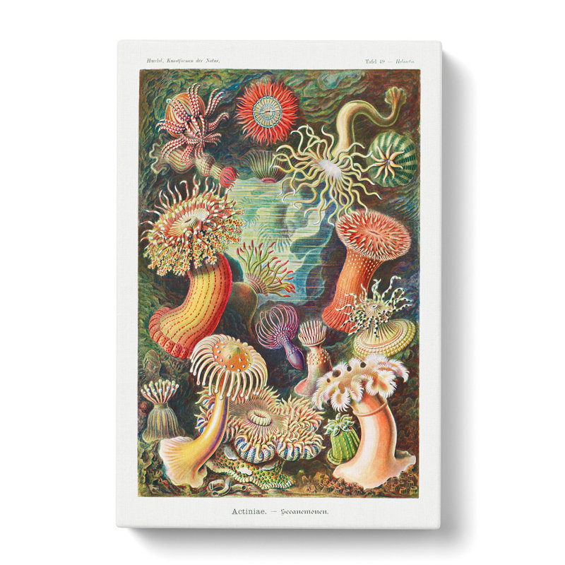 Sea Anemone Actiniae by Ernst Haeckel - Wrapped Canvas, 50cm H x 35cm W x 3cm D