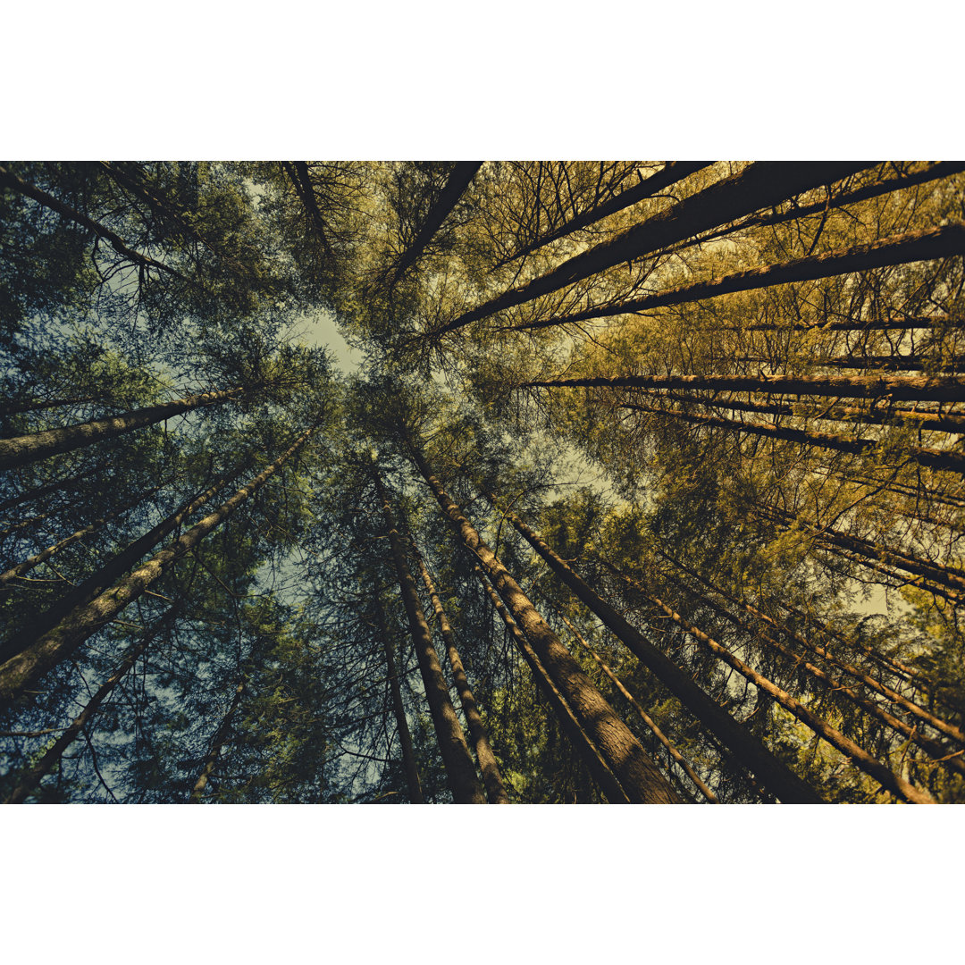 Worm Eye View Of Pine Trees von Gawrav - Leinwandbild