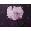 Magnifique napperon fleur mauve | Décoration romantique romantique