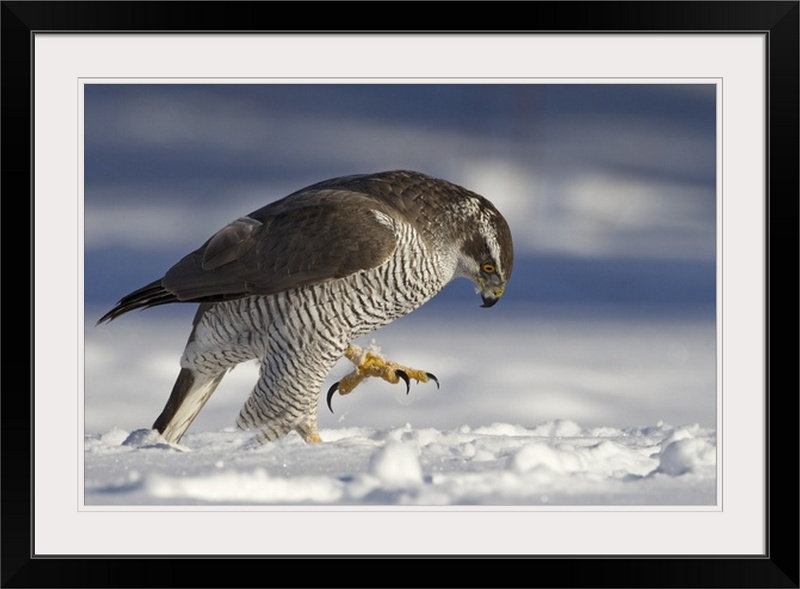 «Straub Clutching Goshawk» par Thomas Jensen - reproduction de photo, H 20 po x l 26 po x P 1 po, Cadre noir