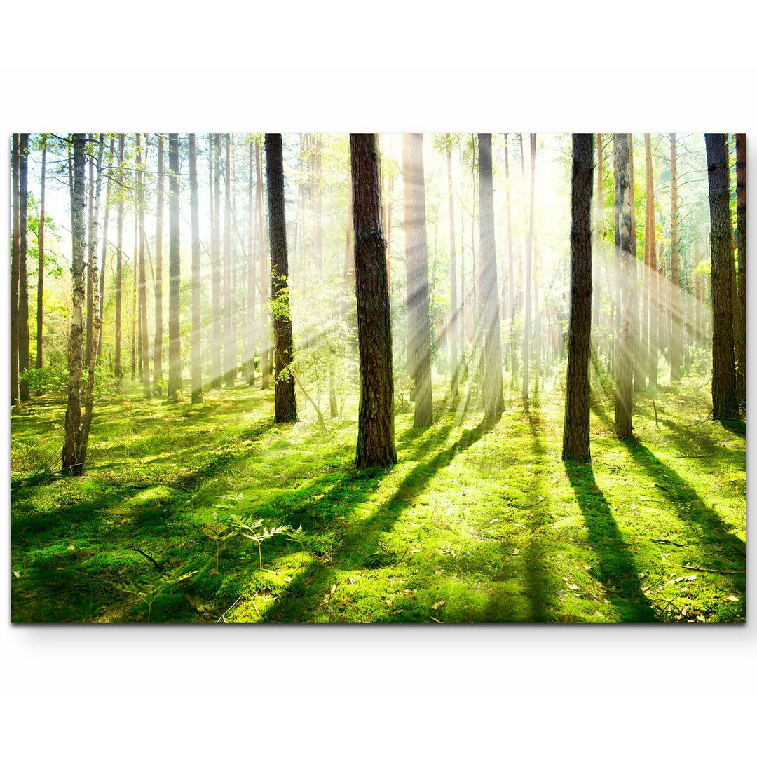 Leinwandbild Sonnenstrahlen im Wald