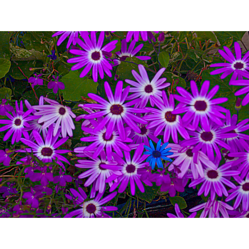 Purple Daisies Print by Tom Kostes