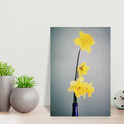 Contemporary Art Elegant Contemporary Daffodil Nature Flower Wall Art by Angelo Cerantola - Wrapped Canvas Print