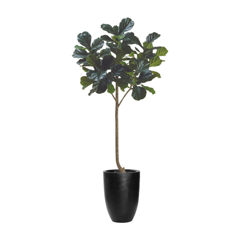 Arbre à violon 7 pi avec pot en fibre de pierre