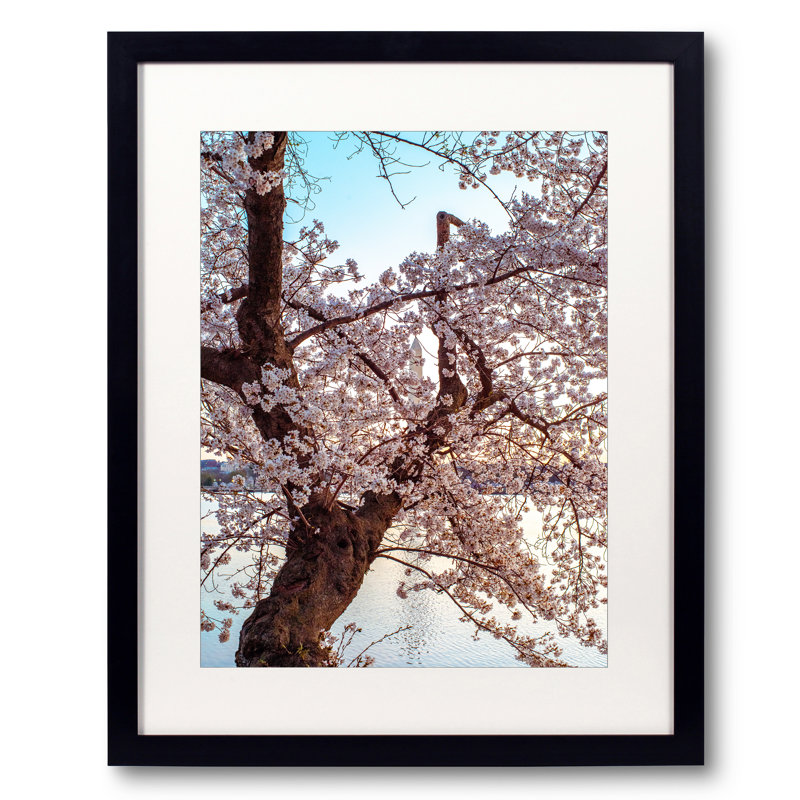 Cherry Blossom Dream Print by Scott Wurzel, Black Framed Paper, 31.2" H x 25.2" W