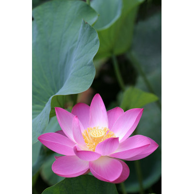 Lotus rose sous les feuilles vertes par Narcisa