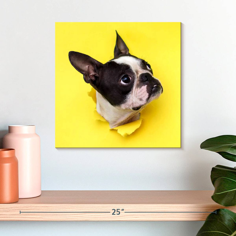 Crowle Boston Terrier, H 16 po x l 16 po