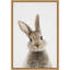 «Peekaboo Bunny» par Lola Peacock, reproduction d'art sur toile encadrée-1720811487