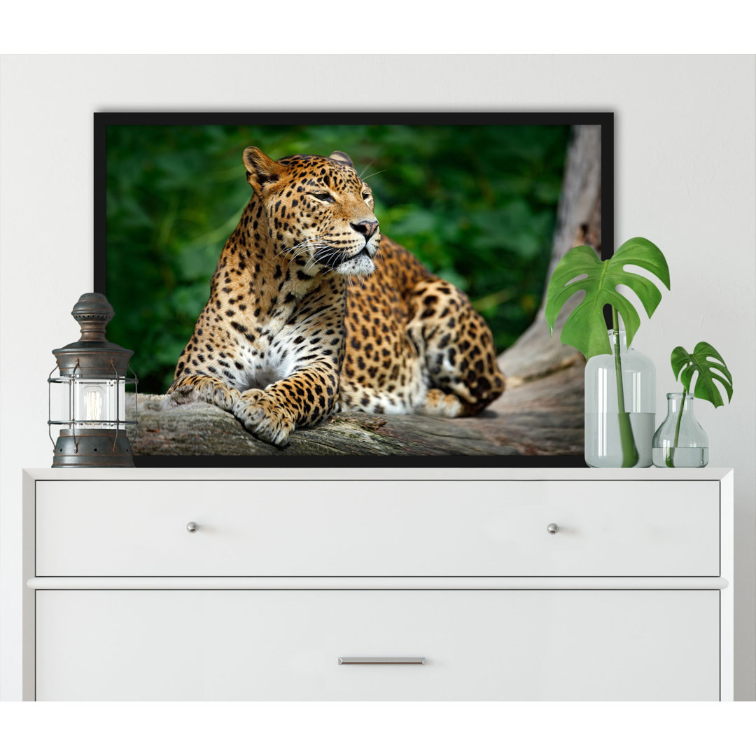 Gerahmtes Foto "Schöner Leopard in der Natur"