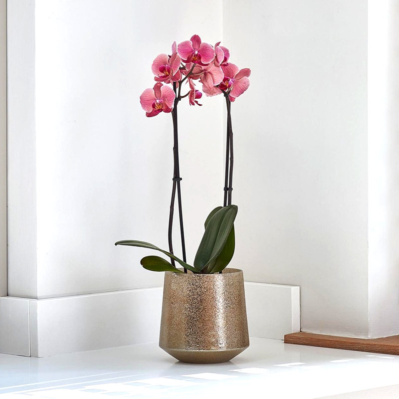 Opulent Metallic Planter Handmade Glass Plant Pot, Gold