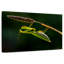 Mante religieuse suspendue-626675460