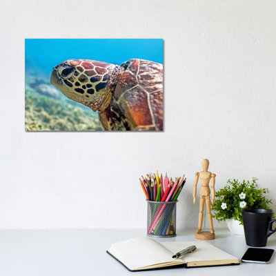 Turtle Head Nature Underwater by James Vodicka - Wrapped Canvas Gallery-Wrapped Canvas Giclée