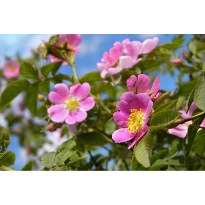 " Dog Rose Blossoms (Rosa Canina) "