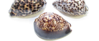 SeaTile 4" x 4" Natural Shell Bullnose Tile Trim in Tiger Spot
