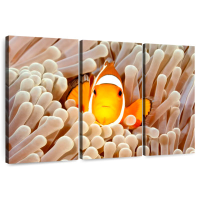 Clownfish Anemone