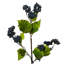Grape Leaf Arrangement