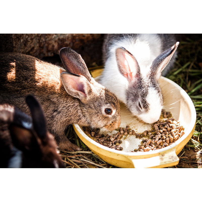 Rabbits Eat - Wrapped Canvas Print, 51cm H x 76cm W x 3.8cm D