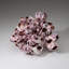 Genuine Purple Acorn Barnacle Cluster (1.5 Lbs)