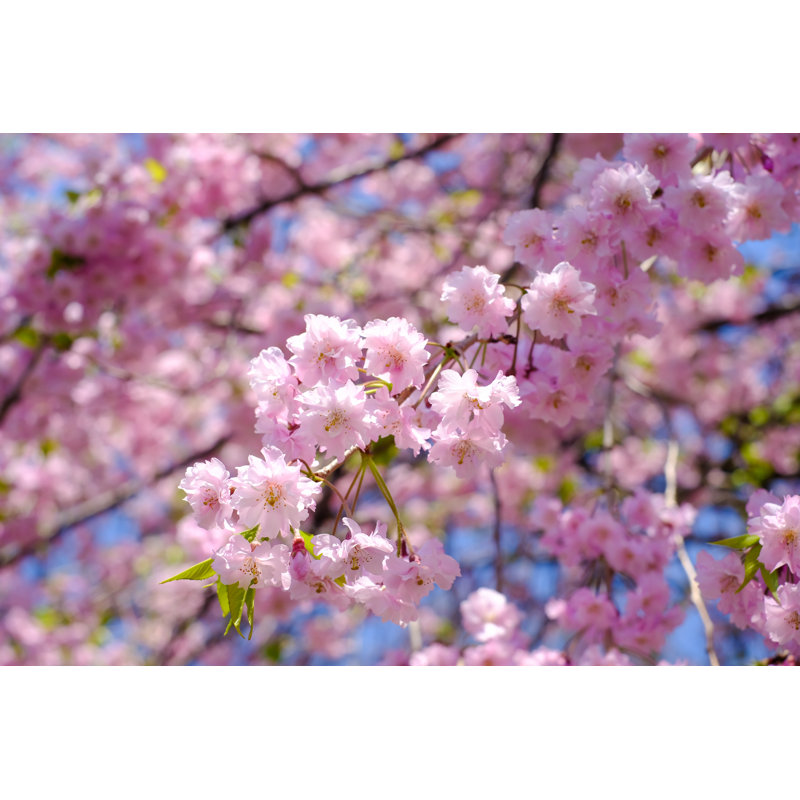 " Weeping Cherry Blossoms ", 8" H x 12" W  