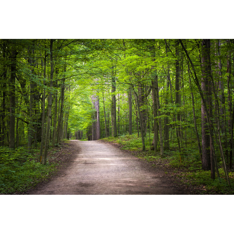 Hiking Trail In Forest by Elenathewise - Wrapped Canvas Print, 61cm H x 91cm W