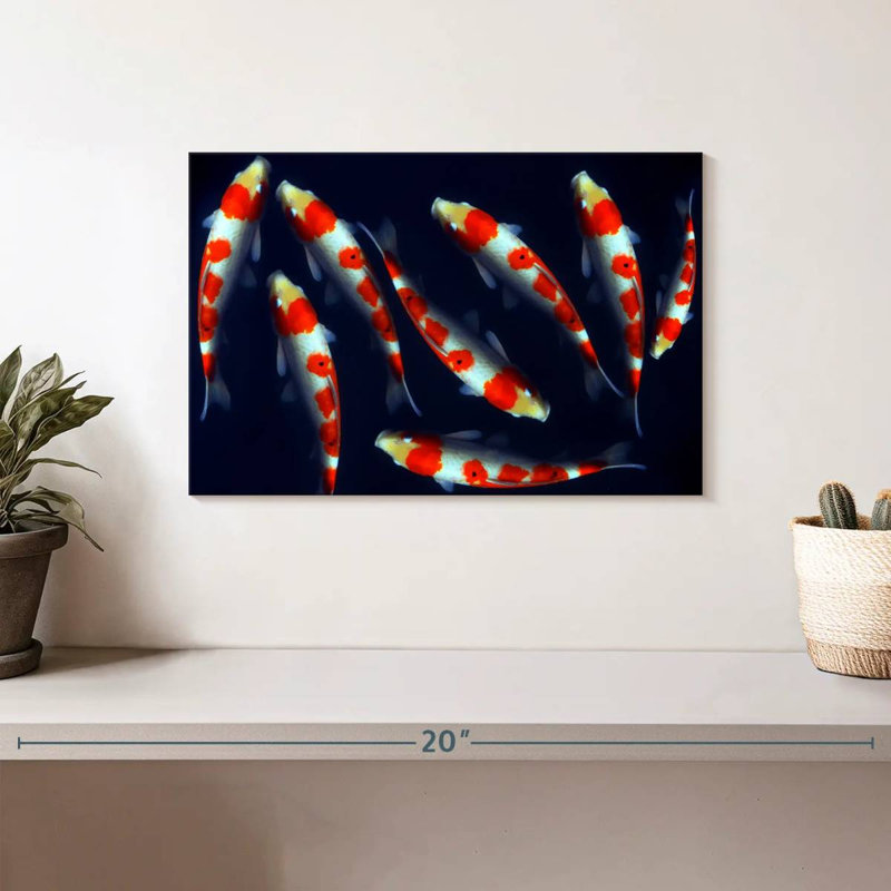 Poissons koi Brampt Sleek, H 8 po x l 12 po