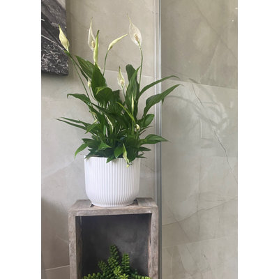 Jaxzan Pot Planter
