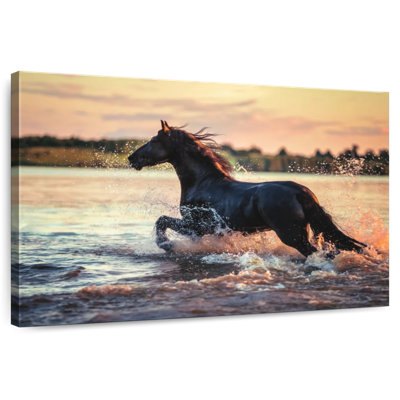 Cheval étalon frison noir Brampt