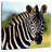 Brampt Staring Zebra-109392797