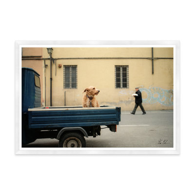 Animals Collection " Lucca Waiting " by Tim Klein