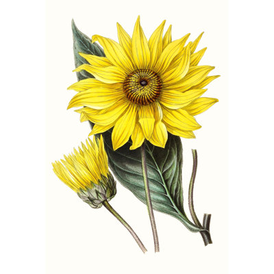 Paxton Florals II by Paxton - No Frame Painting on Canvas