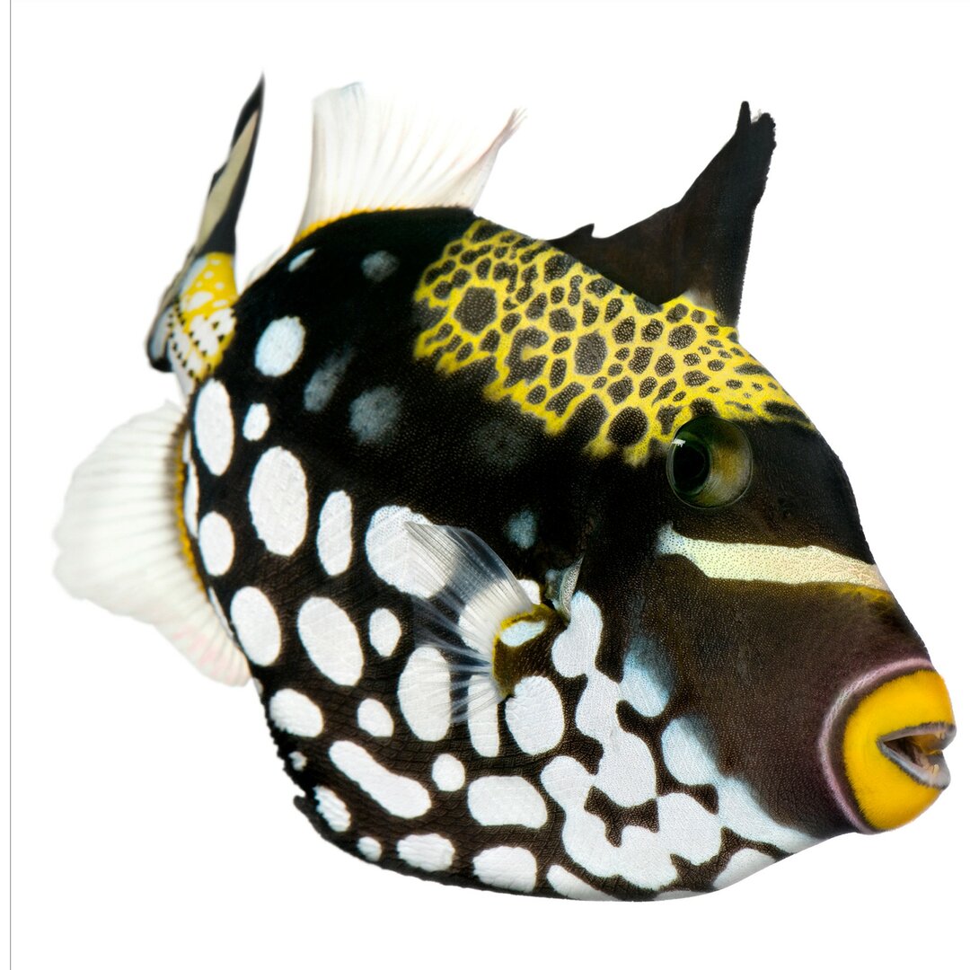 Strukturierte Tapete Clown Triggerfish