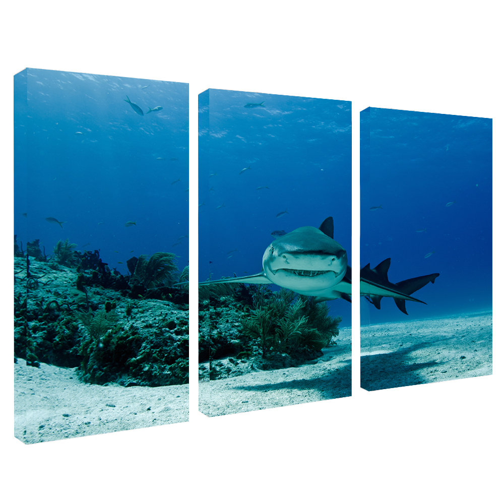 " Shark " by Christopher Doherty 3 - Pieces East Urban Home