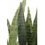 27" Potted Snake Plant - Natural-2116599305
