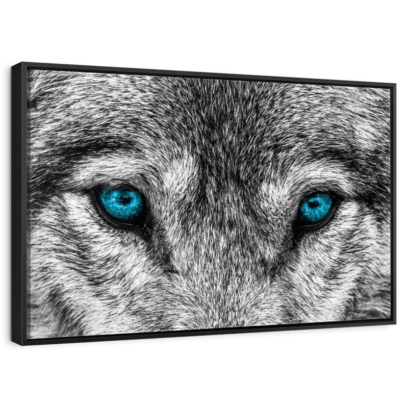 Loup frais, Cadre flottant noir, 40 po x 27 po