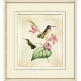 Brilliant Hummingbird Collection 4 Print