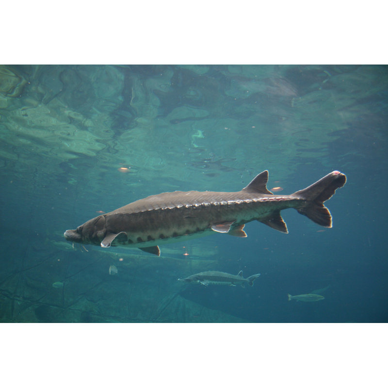 Sturgeon by Cezars - No Frame Art Prints on Canvas, 81cm H x 122cm W