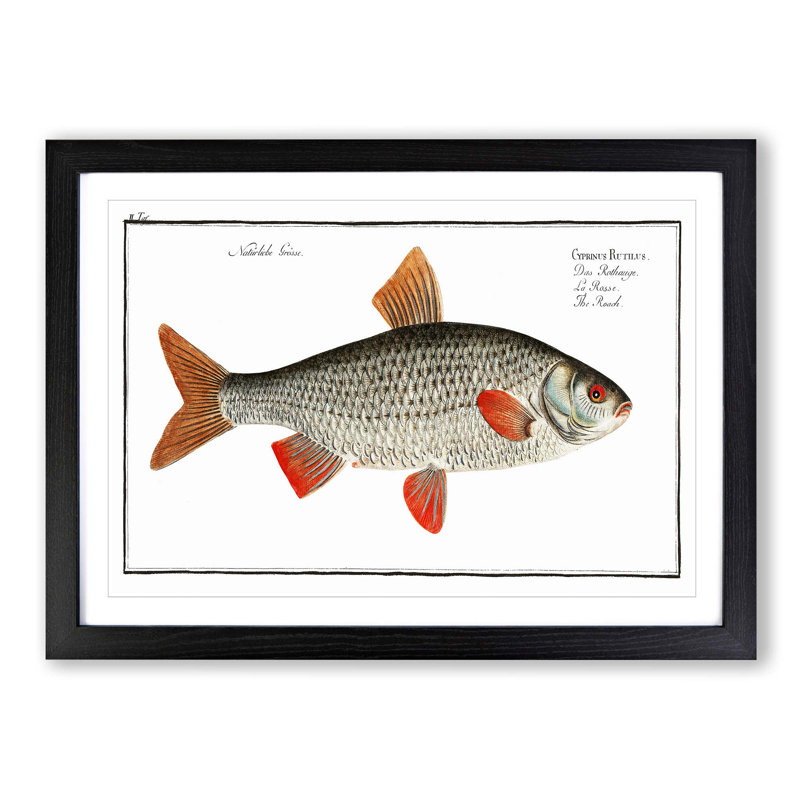Roach Fish by M.E. Bloch - Picture Frame Painting Print, 48cm H x 65cm W x 2cm D, Black Framed
