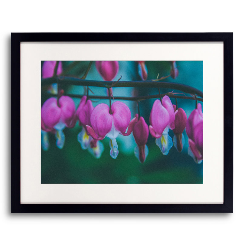 Bleeding Hearts Print by Alan Scherer