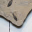 Giant Diplomytus And Cockerellites Fish Fossil Plate