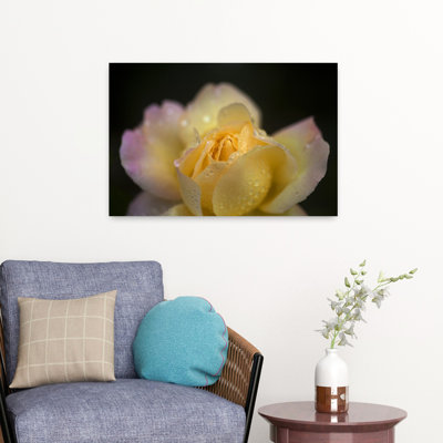 «Hybrid Tea Rose in the Irish National War Memorial Gardens», Islandbridge, Dublin City, Irlande