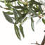 Montecito Faux Olive Tree in Pot Liner